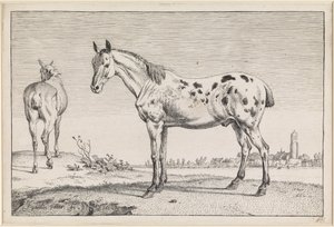 Das geschorene Pferd von Paulus Potter