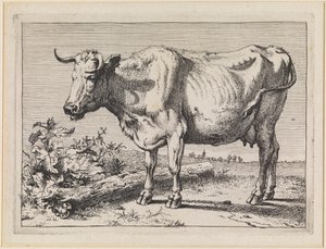 Kuh mit gedrehtem Horn von Paulus Potter
