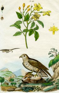 Jasmin und Kurzzehenadler von Pedretti
