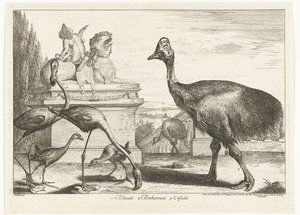 Kasuar, Purpurhuhn und Flamingos
