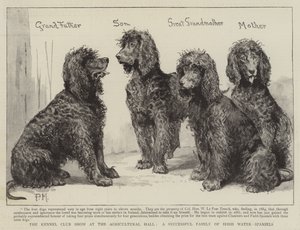 Die Kennel Club Show in der Agricultural Hall, eine erfolgreiche Familie von Irish Water-Spaniels von Percy Macquoid