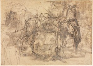 Tierskizzen verso, um 1545-47 von Perino del Vaga