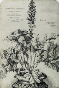 Acanthus Spinosus, Präsentationszeichnungen