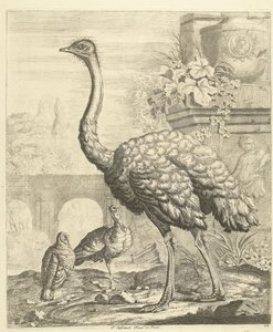 Straußvogel und Truthähne in einem Garten mit antiken Ruinen