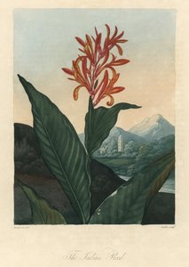 Rotes oder Conflore oder Toloman Forte Wasser, aus Der Tempel der Flora, von Dr. Robert Thornton (1768-1837) von Peter Charles (after) Henderson
