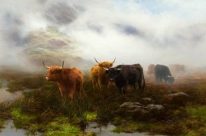 Moorland und Nebel