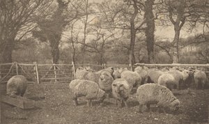 Ein herbstliches Pastorale von Peter Henry Emerson