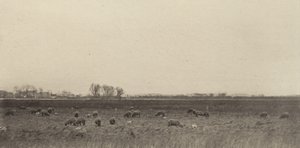 Sümpfe an der Nordsee, 1890-1891, gedruckt 1893 von Peter Henry Emerson