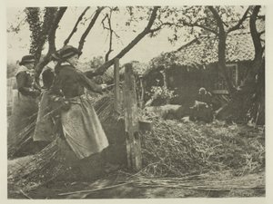 Weidenrinden-Schälen (Norfolk)