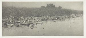 Seerosen von Peter Henry Emerson
