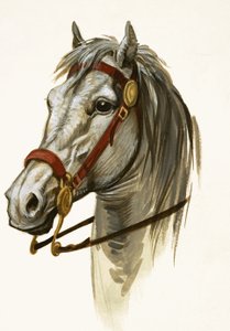 Unidentifiziertes Pferd von Peter Jackson