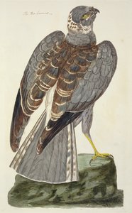 Der Kornweihe (Circus cyaneus) Platte aus 