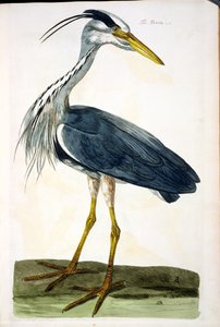 Der Reiher (Ardea cinerea), Platte aus 