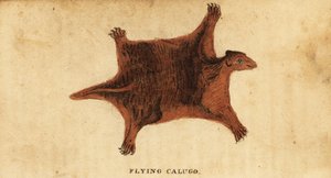 Philippinisches Flughörnchen, Cynocephalus volans, 1800 (Gravur) von Peter Simon Pallas