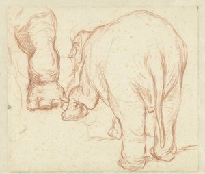 Stehender Elefant von hinten und ein Bein von Petrus Camper
