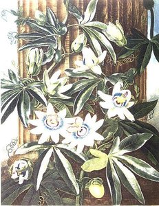Die blaue Passionsblume, graviert von Caldwell, aus 