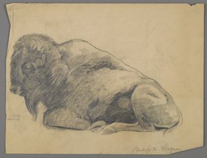 Bison von Philip H. Wolfrom