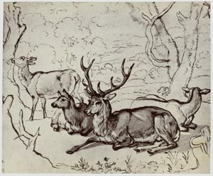 Ridinger, Ein Hirsch