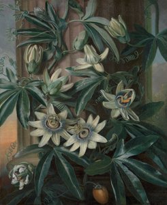Die blaue Passionsblume, für Robert John Thorntons Tempel der Flora (London, 1799-1812) von Philip Reinagle