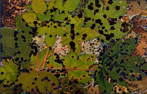 Acer pseudoplatanus: Ahorn befallen vom schwarzen Pilz Rhytisma acerinum, 1907-09
