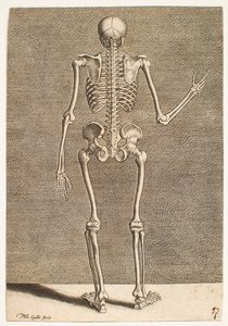 Studie eines Skeletts, von hinten gesehen von Philips Galle