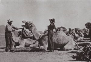 Kamelteams mit Aborigines in der Verantwortung versorgen abgelegene Posten in Zentralaustralien