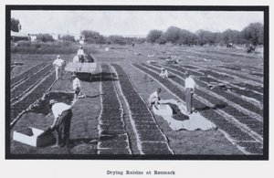 Rosinen trocknen in Renmark (s/w Foto)