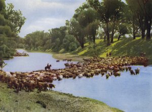 Queensland, Australien: Viehtreiben in der Nähe von Goondiwindi