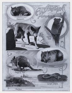Einige australische Tiere