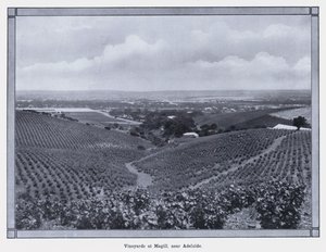 Weinberge in Magill, nahe Adelaide (s/w Foto)