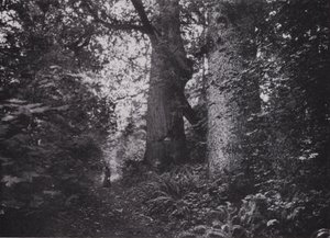 Waldgiganten, Stanley Park, Vancouver von Photographer Canadian