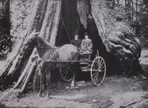 Der große Baum, Stanley Park, Vancouver von Photographer Canadian