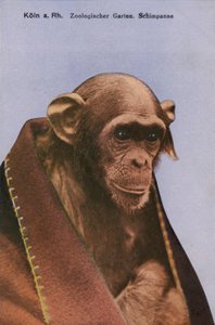 Kölner Zoo, Schimpanse