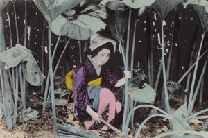 Japan, ca. 1912: Riesiger Sumpfrhabarber, Wildpflanze, Akita (Foto)
