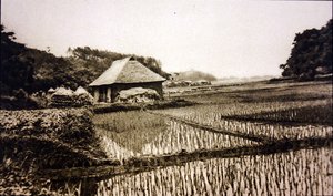 Reisfelder in Japan