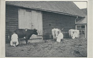 Kühe melken, 1910 von Pictorial Agency