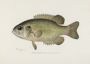 Felsenbarsch (Ambloplites Rupestris) von Sherman F. Denton (1856-1937)