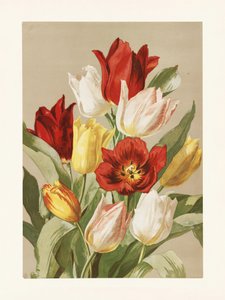 Tulpen von Ellen Thayer Fisher