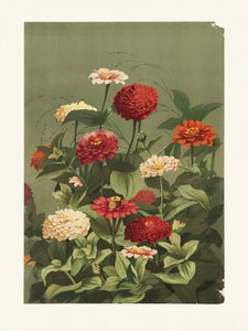 Zinnien von Ellen Thayer Fisher