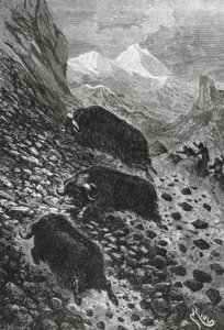 Moschusochsen, Holzschnitt von Edouard Riou (1833-1900)