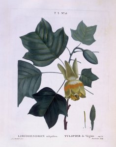 Amerikanischer Tulpenbaum, botanische Tafel von Pierre Joseph Redouté