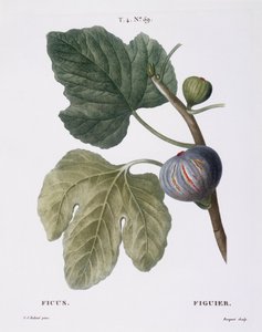 Feige (Ficus) von Pierre Joseph Redouté