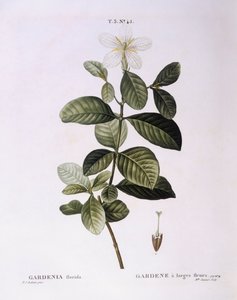 Gardenie (Gardenia florida), botanische Tafel von Pierre Joseph Redouté