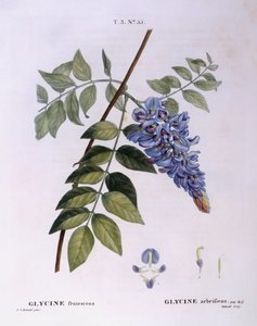 Glyzinie (Glycine frutescens), botanische Tafel von Pierre Joseph Redouté von Pierre Joseph Redouté