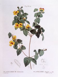 Schöne Flach-Erbse, botanische Tafel von Pierre Joseph Redouté von Pierre Joseph Redouté