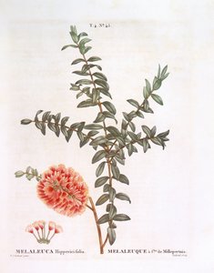 Hügelbusch (Melaleuca hypericifolia), Henry Louis Duhamel du Monceau, botanische Tafel von Pierre Joseph Redouté