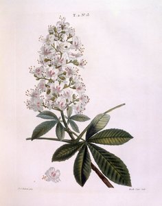Rosskastanie (Aesculus hippocastanum)