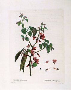 Judasbaum (Cercis siliquastrum), botanische Tafel von Pierre Joseph Redouté von Pierre Joseph Redouté