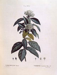 Lorbeer-Schneeball (Viburnum tinus), botanische Tafel von Pierre Joseph Redouté von Pierre Joseph Redouté
