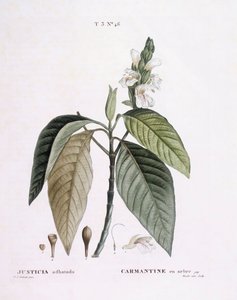 Malabar-Nuss (Justicia adhatoda), botanische Tafel von Pierre Joseph Redouté